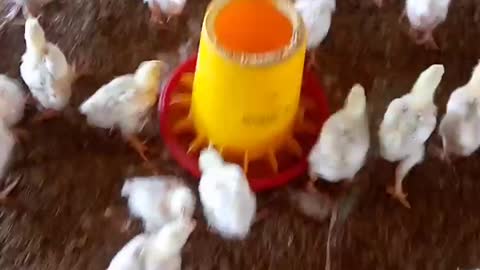 broiler chicken farm