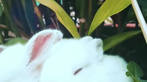 cute rabbits and cute animals and lovely animals