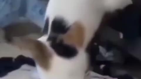 cat and dog funny compilation