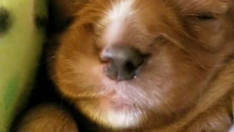 cute puppy sleeping and dreaming youtube