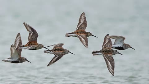 The Dunlin : Close Up HD Footage (Calidris alpina )