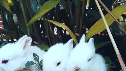 Rabbits Resting On A Pot With A Plant