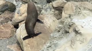 Baby Seals - Kaikora New Zealand