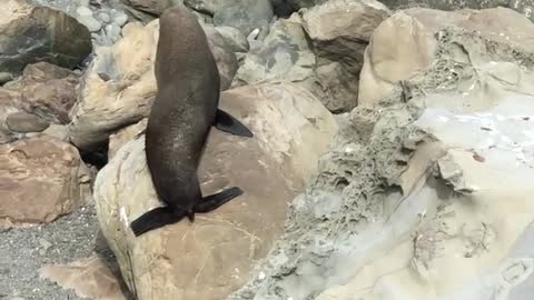 Baby Seals - Kaikora New Zealand
