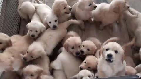 Cute puppies 😍😍