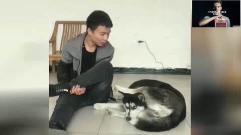 Husky imitates owner