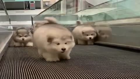 Funny collection of dogs coming down stairs