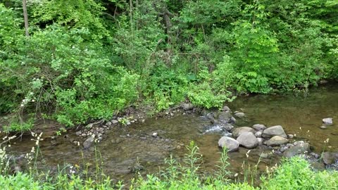 Marvelously Relaxing Babbling Brook in a Summer Forest