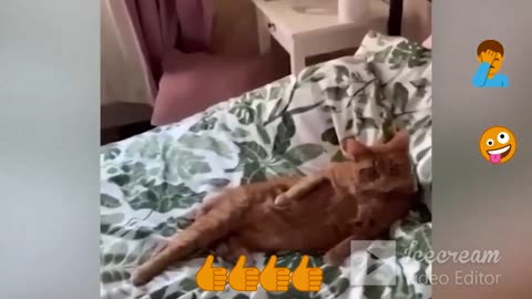 Super Funniest Animals 2023 - Funny Cats & Dogs - Funny Animals Video #23