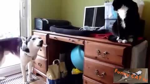 First time meeting between cats and dogs