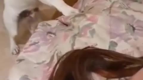 Funny Cat And Dogs 😂 Funny Animal Videos 2024 - #1