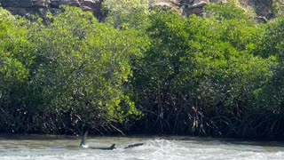 Hammerhead Shark Hunts Stingrays