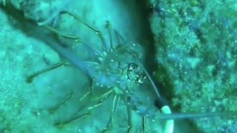 How to catch lobsters on the seabed