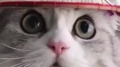 Cute and Funny Cat Video