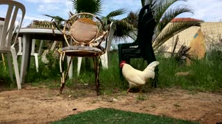 White Rooster Walking In Backyard