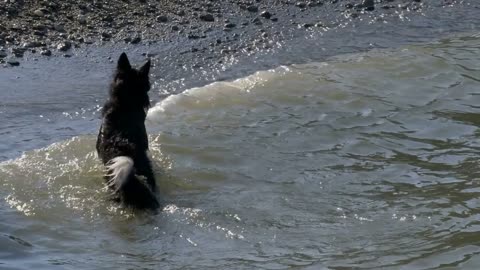 A young black dog is enjoying and splashing the water