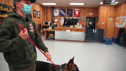 German Shephard Challenges Everyone In The Room...