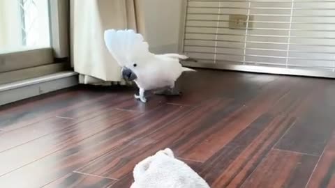 真的會氣死！最鳥的掃地雞器人！ #鸚鵡 #pets #funnypets