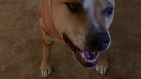 Doggo Twins Got Christmas PJs