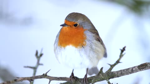 Robin on a branch in winter