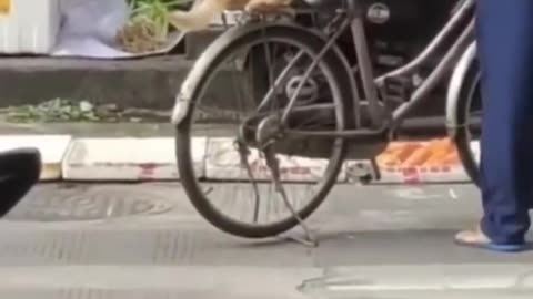 Dog riding cycle funny 🤣🤣