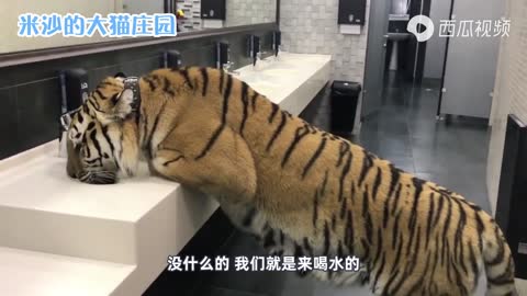 Tiger ran into the bathroom to drink water and was scolded by the fighting ethnic aunt
