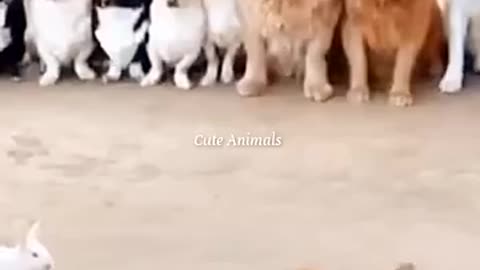 Funny video cats