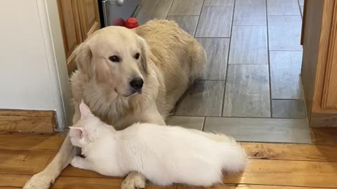 Kitty Nuzzles Into Canine Best Friend