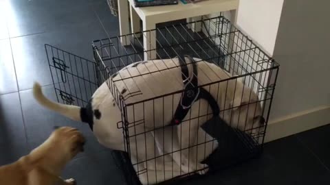 Bulldog is trying to fit in Pug house