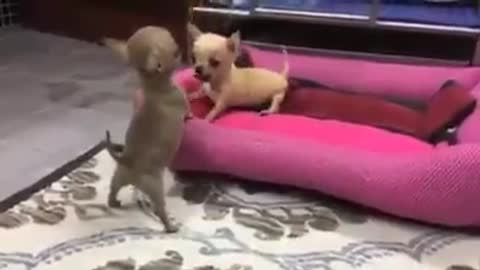 dispute between two small dogs