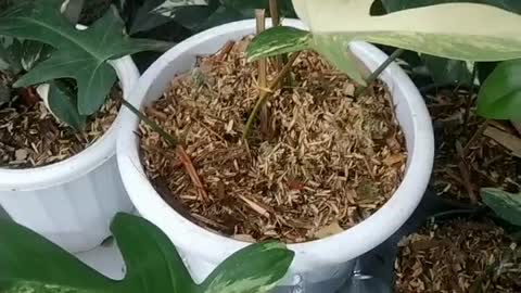 Florida beauty variegata