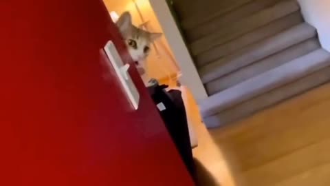 Cat viral funny video 😹😹