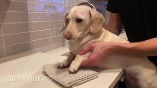 How to Wash Your Paws