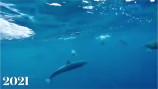 Human and dolphin musical notes underwater.