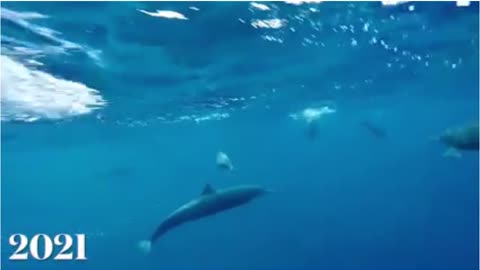 Human and dolphin musical notes underwater.