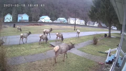 Elks In The Hood (Cameron County Pa.)