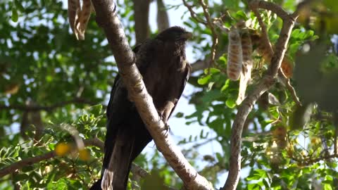 Eagle resting on tree