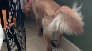 Doggy Cools Down Over Air Conditioning Vent