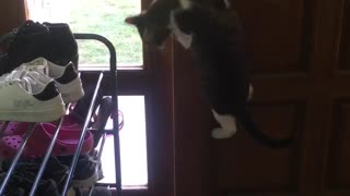 Clever Kitty Open Front Door