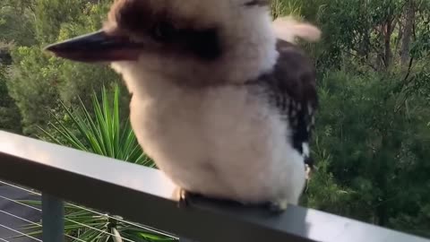 Adorable Baby Kookaburra Demonstrates