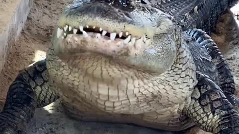 giant alligator devouring a whole chicken