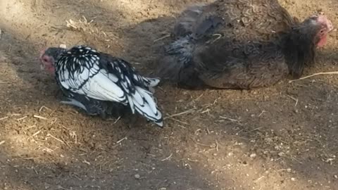 Chicken bath