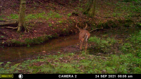 Creek Crossing