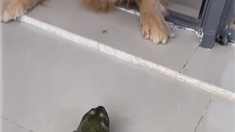 Dogs afraid of frog