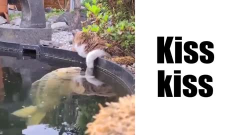 Cat and fish kiss each other.