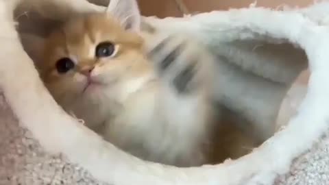 Sweet Fighting With Cat