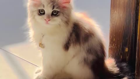 My cutest persian kitten