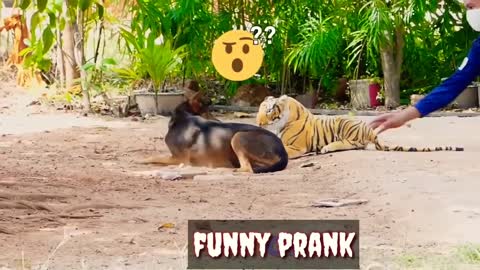 sleeping dog prank with tiger stuff toy