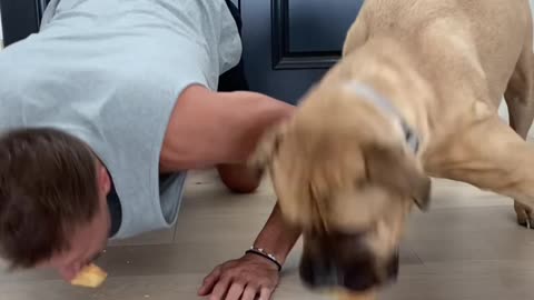 Watch Cute dog outsmarts its owner in a food contest🤣😂🤣