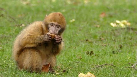 Baby Monkey Eating